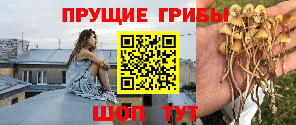 Донской  сколько стоит  Вход с VPN  Галлюциногенные грибы прущие грибы 